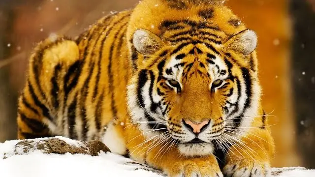 Que Significa Soñar Con Tigres Según La Biblia