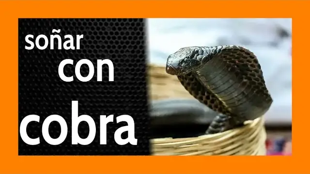 Qué Significa Soñar Con Una Cobra