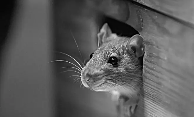 Que Significa Soñar Con Ratas Y Ratones