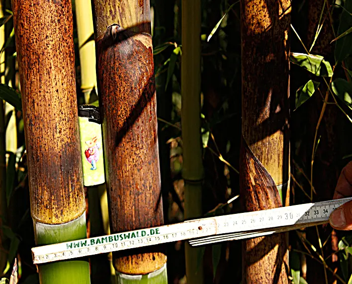 Wie Schnell Wächst Bambus