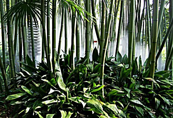 Wie Schnell Wächst Bambus