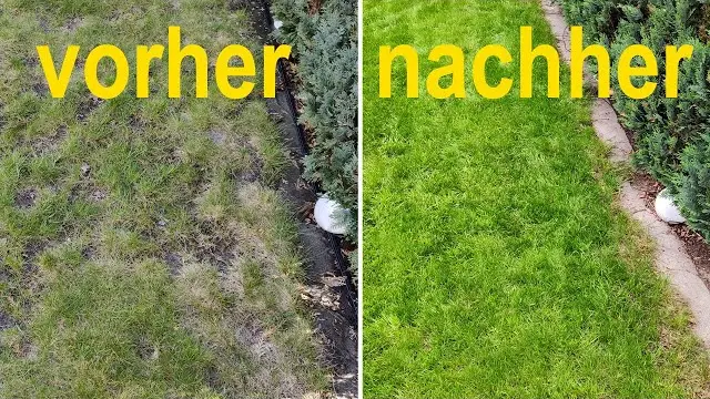 Wie Schnell Wächst Gras